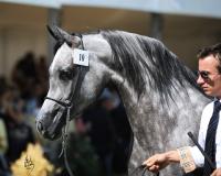 Prezentacja koni sprzedażnych / The sale horse preview: Lot.10. PINTA, fot. Stuart Vesty