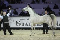 ESPARTO - Top Ten Czempionatu Świata Ogierów Starszych / Top Ten World Champion Stallion, fot. Barbara Mazur