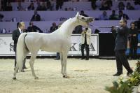 SALAR - Top Ten Czempionatu Świata Ogierów Starszych / Top Ten World Champion Stallion, fot. Barbara Mazur